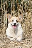 CORGI PEMBROKE 276
